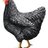 bacharfarms