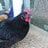 ChickengirlK