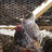 feathered flock