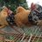 madchickenlady