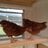 Txchicky