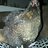LUCINDAs CHICKY