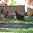 mayer chickens