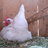Chicken Exepert