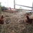wendychicken