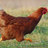 Chicken41005