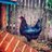 mscoloradochick