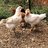 JoppaFarm