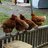 turkeybirdeld