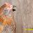pet chickens