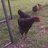 BCchickens