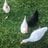 ClucksnDucksMI