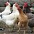 Hen farmer 123