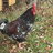 tail feather
