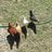 WillowRunRanch