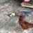 chicken max