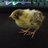 DaletheQuail