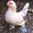 BelgianBantam