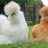 Ckicken Lover