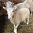 Sheepchickens
