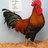 Iluvchickens1