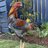 godachicken