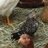 bantam dolly