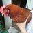 Hippychick61