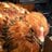 chickenbutte