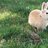 sovhansbunnies