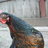 Chickenlittle14