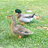 DucksRule