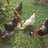 bslchickens