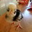 Hollygrovehens