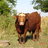Farmerjen75