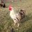 GR Chicks Jr