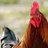 Chickenitus