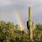 jumpingcactus