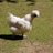 chicknewbie83