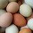 Spring-Egg