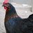coopchicks