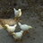 ranjos hens