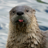 TheOtter