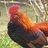 feathersunshine