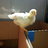 Chickncrazymama