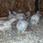 8chickchicks