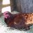 mamas chicks