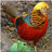 Gold Pheasant