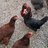 goodchicks