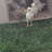 chicks93